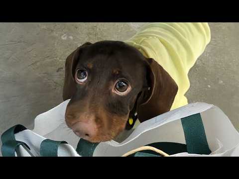 Les chiens font les choses les plus stupides les meilleures vidéos drôles de chiens 2025
