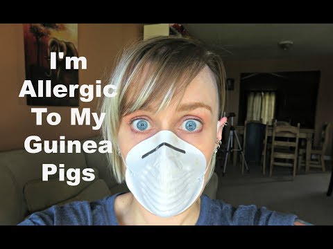 YouTube video about: Can you be allergic to guinea pigs?