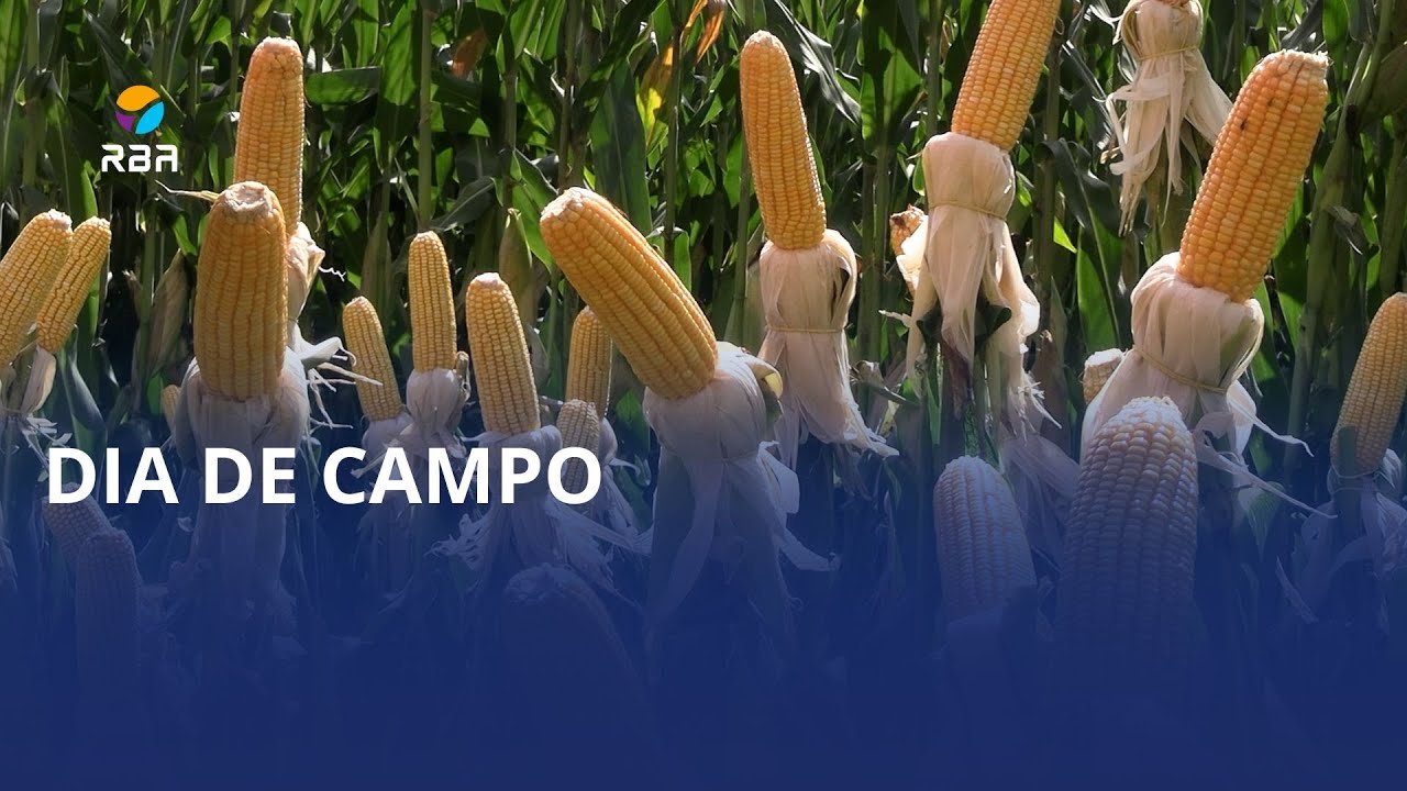 🌽 Dia de Campo do Milho