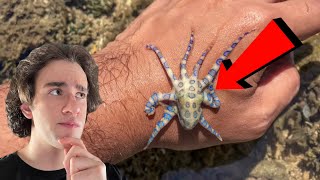 TOP 4 most DEADLY animals
