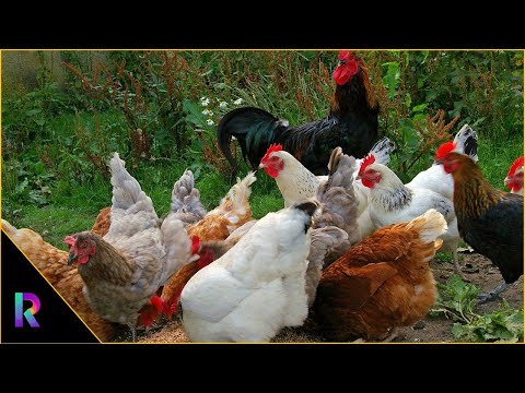 Daily Pets Vlog by Razia's Daily Life