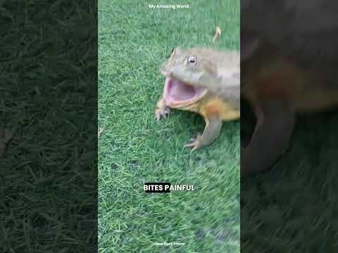 Frogs That Are More Dangerous Than You Think! #AnimalFacts #Wildlife #Animals