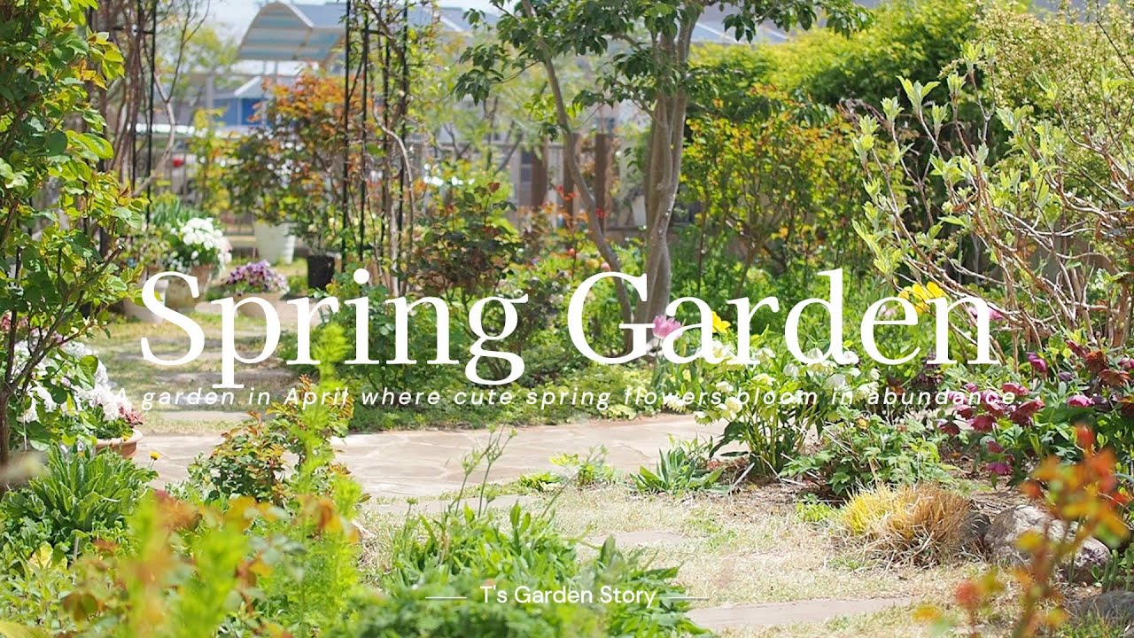 《花盛りのナチュラルガーデン》明るく可愛い花々で彩る春の庭《T's Gardenのガーデニング》