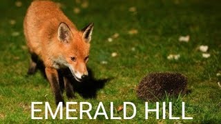 Download lagu More Sonic Games Explained By GIFs mp3