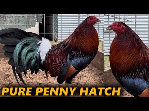 Pure Penny Hatch Sweater Grey SAHUAYO Farm Beautiful Birds Farm Visit