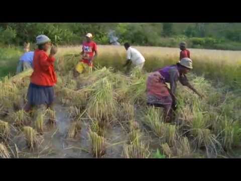 SRI Training 2: Field preparation & transplanting