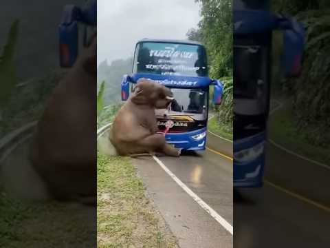 เฮ้ยนาทีชีวิต‼️🫣รถบัสชนช้าง..‼️ #viral #elephant #shortvideo #animals #animallife
