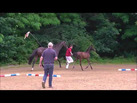 Iduna vom Voglgut -  Fohlenchampionat Pfarrkirchen 2016