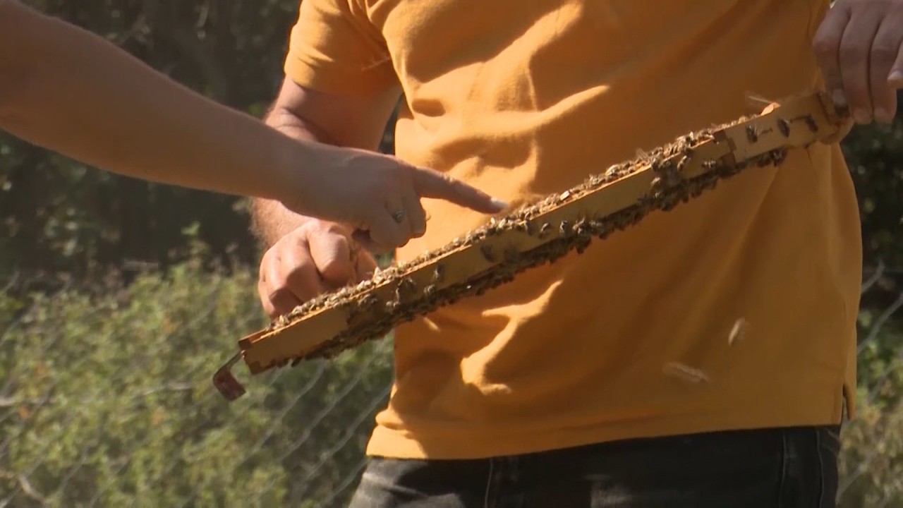 Bletari që zgjodhi Gjirokastrën, prodhimi i mjaltit ra këtë sezon, ndërsa përgatitjet për dimrin kanë nisur