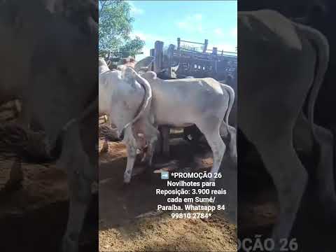 26 Novilhotes para Reposição: 3.900 reais cada em Sumé/ Paraíba. Whatsapp 84 99810 2784*#gado