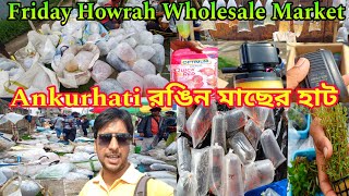 Friday Howrah Aquarium Fish Market | Aquarium Fish Price Ankurhati | Howrah Fish Haat |Aquarium Fish
