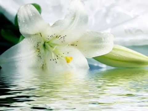 Mi lirio blanco - Rigoberto Arévalo y su Trío de Siempre