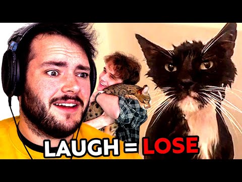 If I Laugh, The Video Ends (But It's Only Cats)