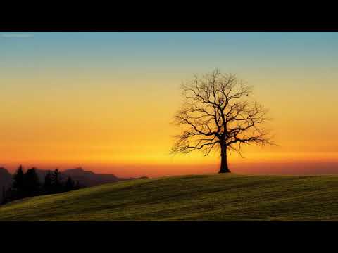 Happiness Frequency Music: Serotonin Release Music with Alpha Waves, 11 Hz Binaural Beats