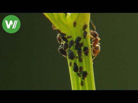 Pests - moths, lice, ants, wasps