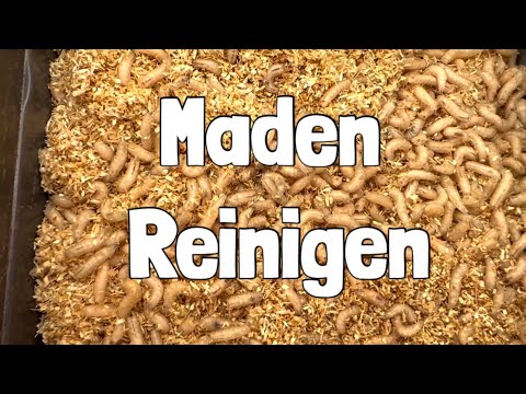 Cleaning maggots! This tip will help you catch them much better 🎣🎣🎣