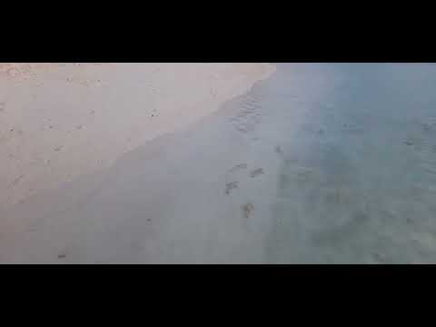 Baby shark 🦈 around beach