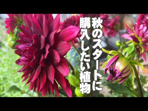凍らない屋外植物：秋に植える10種以上  庭園