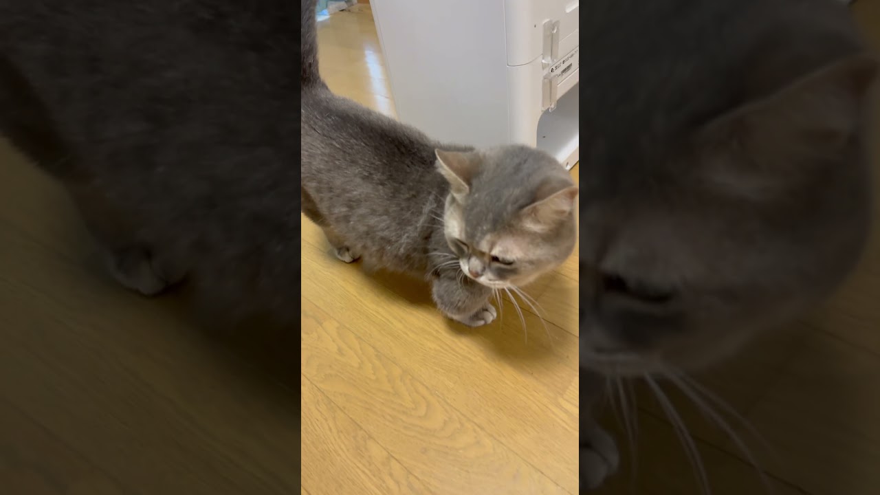 夜にキャットフードの袋をかじった犯人がいます…👮