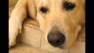 Maggie Young sings &#39;&#39;When will I be loved?&#39;&#39;