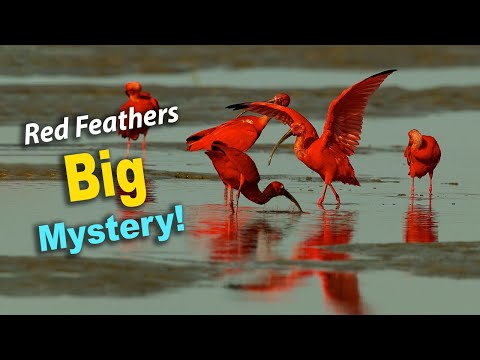 The Scarlet Ibis: Nature’s Fiery Masterpiece!
