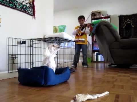 9 year old Playing Violin Fiddle and his Pet dog Biscuit Singing Howling Along Funny Animal