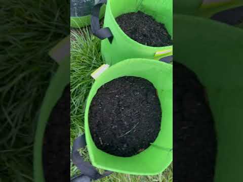 Anpflanzung im Filz-Eimer bzw. Pflanzsack