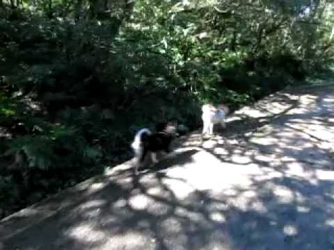 影片篇～小寶去二子坪＆向天池(原發表者:阿寶)(影片)