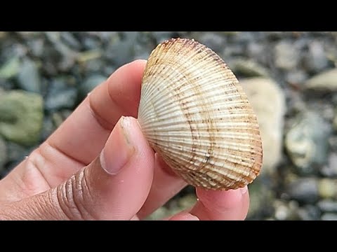 Pangunguha ng Sihi sa Real, Quezon