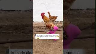 Download lagu ayam pake celana #animals #hewan #shorts mp3