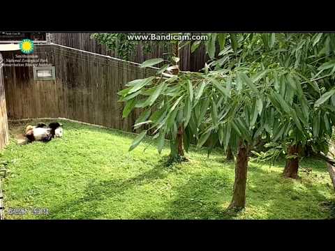 2017.05.18 BEI BEI PLAYING 'ROLY-POLY'