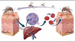 Mosquito Life Cycle and Disease Prevention