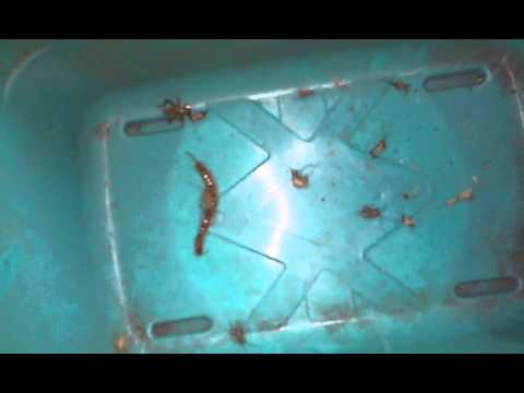 Crickets eating dead centipede