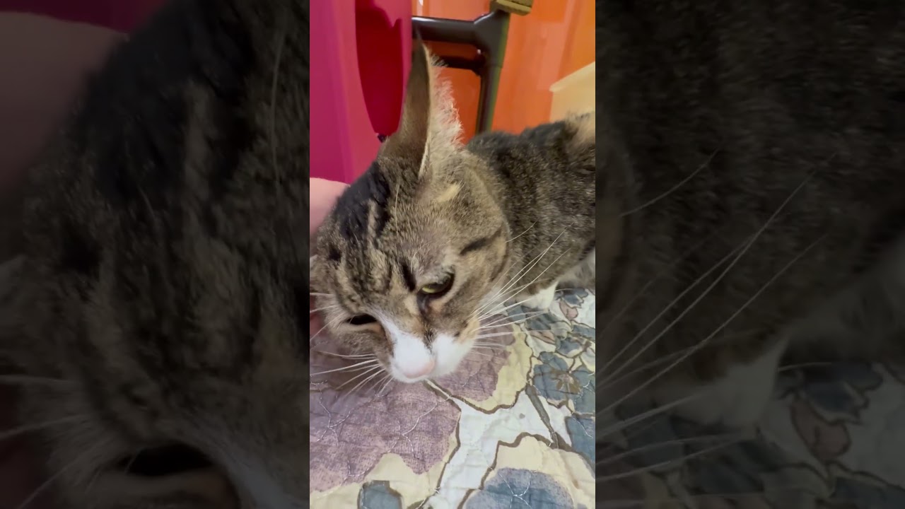 Enlarge Mamacita, a Adoptable Domestic Short Hair in Oshkosh, WI video 6/6