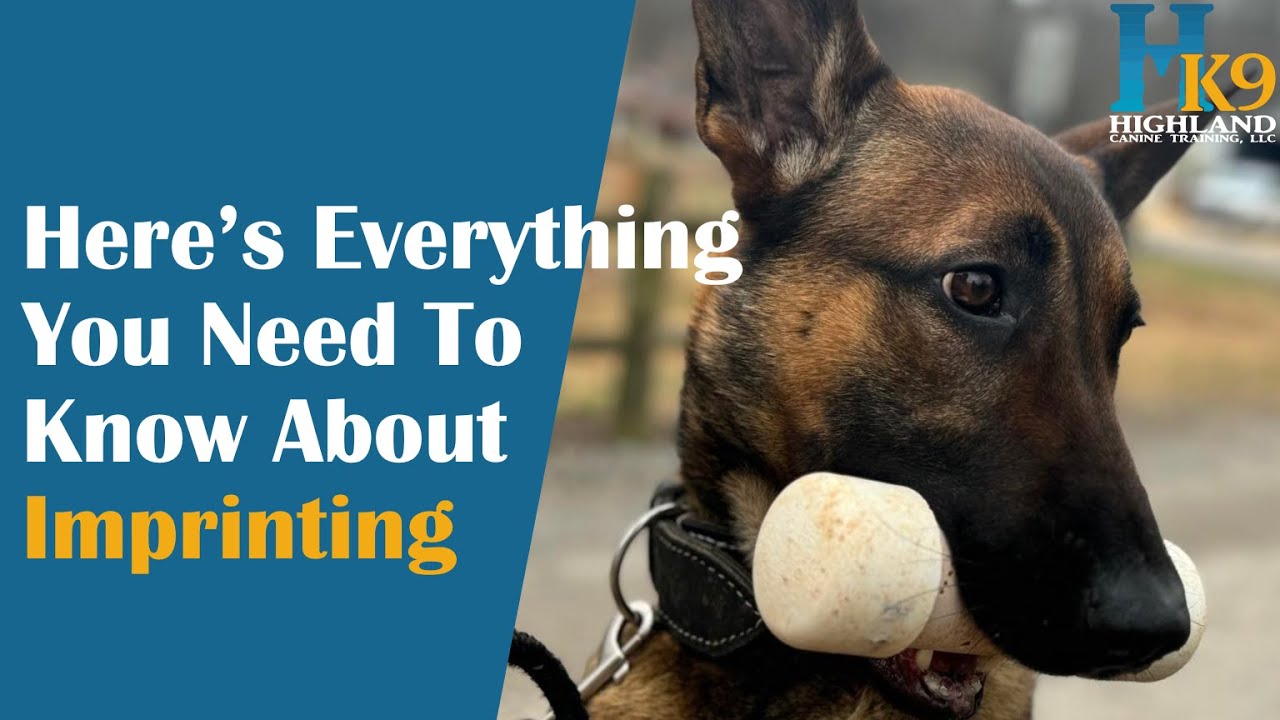 Imprinting For Detection Dogs 101: What You Need To Know