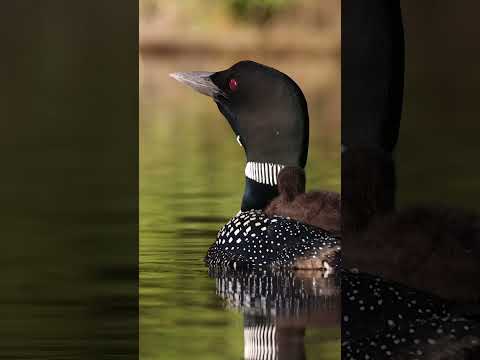 , title : 'Loon Wailing with Chick on Back #shorts'