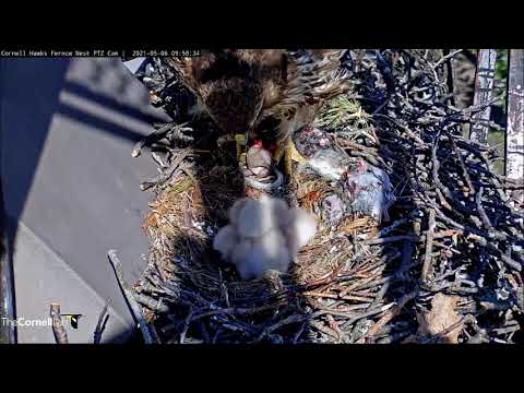 Cornell Red-Tailed Hawks 06.05.2021 09:49