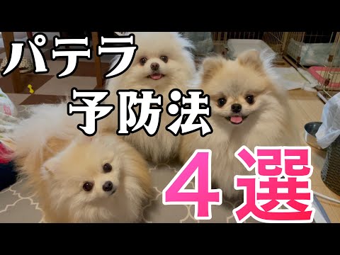 アポリナリス・パテラについて詳しく解説