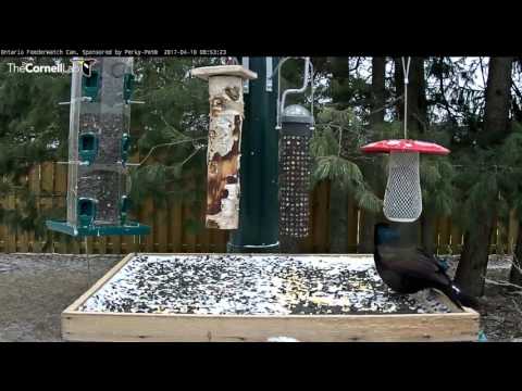 Common Grackles Arrive in Manitouwadge, ON – Apr. 10, 2017