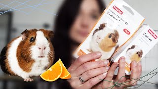 Le cochon d'inde et la vitamine C !