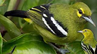 Download lagu Suara pikat burung sirtu kawin mp3