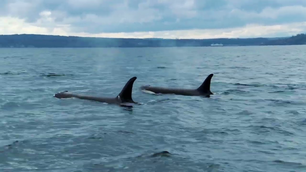 27 - The Snake and the Whale