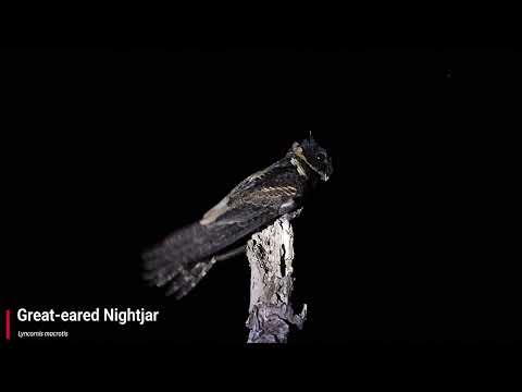Great-eared Nightjar (Call)