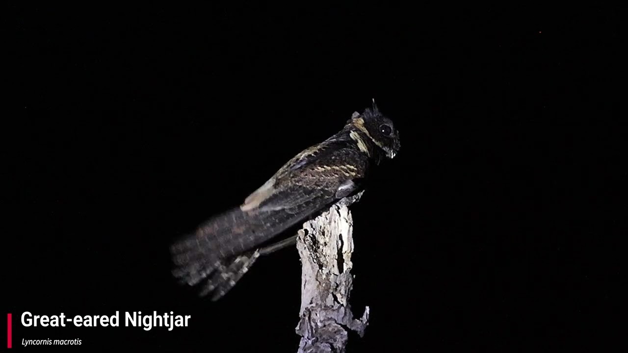 Great-eared Nightjar (Call) - YouTube