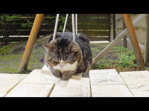 小さな庭用スイミングプール スイミングプールシェルパティオ