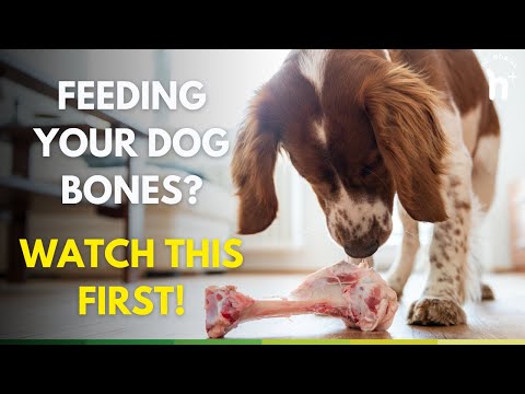 Feeding Your Dog Bones? Watch This First