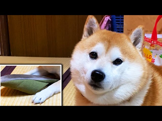 このスリッパは私のだ！と言わんばかりの柴犬のサムネイル画像
