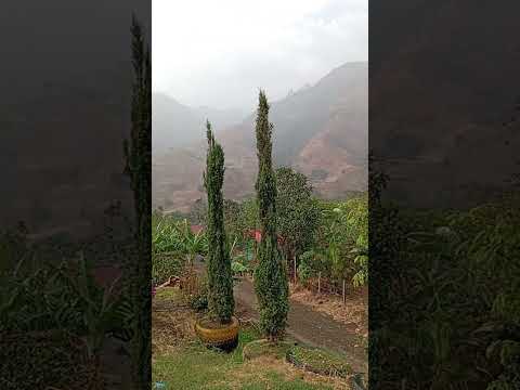 LLUEVE EN LA ZONA RURAL DE PRADERA VALLE DEL CAUCA