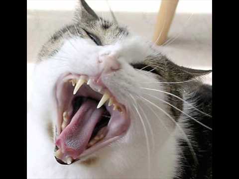 cat  sound