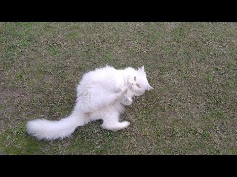 Pregnant White Cat Rolling On the Ground | New Addition In House
